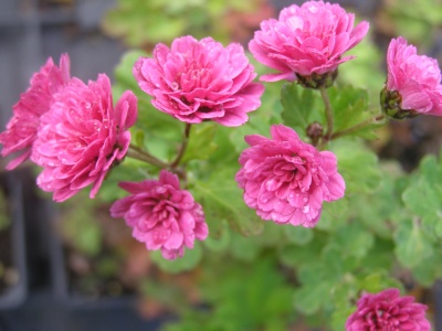 Chrysanthemum 'Julie Peterson'